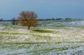Winter fields in the snow. Winter. Wheat. Royalty Free Stock Photo