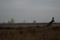 Winter fields, a wooden branch left alone nice composition. Royalty Free Stock Photo