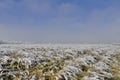 Frosted grass on field Royalty Free Stock Photo