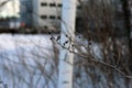 Winter in Finland: Branch with some Hoarfrost on It