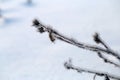 Winter in Finland: Branch with some Hoarfrost on It