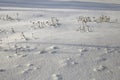 Winter in Finland: Dead Herbaceous Plants Coming Through Snow