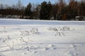 Winter in Finland: Dead Herbaceous Plants Coming Through Snow