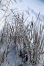 Winter in Finland: Dead Herbaceous Plants Coming Through Snow