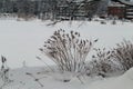 Winter in Finland: Dead Herbaceous Plants Coming Through Snow