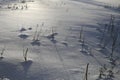 Winter in Finland: Dead Herbaceous Plants Coming Through Snow