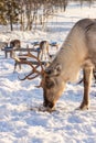 Winter in Finland. Feeding reindeers on a reindeer farm in Lapland Royalty Free Stock Photo