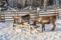 Winter in Finland. Feeding reindeers on a reindeer farm in Lapland Royalty Free Stock Photo