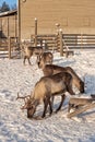 Winter in Finland. Feeding reindeers on a reindeer farm in Lapland Royalty Free Stock Photo