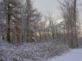 Winter fir forest covered in snow Royalty Free Stock Photo