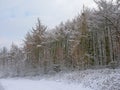 Winter fir forest covered in snow Royalty Free Stock Photo