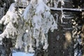 Winter fir forest landscape. Fir tree trunks and branches covered with snow Royalty Free Stock Photo