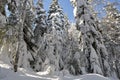 Winter fir forest landscape. tree trunks and branches covered with snow. Royalty Free Stock Photo