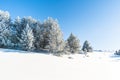 Winter fir and pine forest covered with snow after heavy snowfall on a sunny frosty day in the mountains. Clear blue sky. No Royalty Free Stock Photo