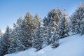 Winter fir and pine forest covered with snow after heavy snowfall on a sunny frosty day in the mountains. Clear blue sky. No Royalty Free Stock Photo