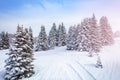 Winter fir and pine forest covered with snow view