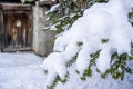 Winter fir tree branches covered with snow. Tree branch in winter city. Royalty Free Stock Photo