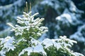 Winter fir tree branches covered with snow. Frozen spruce tree branch in winter forest. Royalty Free Stock Photo