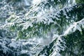 Winter fir tree branches covered with snow. Frozen spruce tree branch in winter forest. Royalty Free Stock Photo