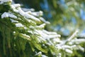 Winter fir tree branches covered with snow. Frozen spruce tree branch in winter forest. Royalty Free Stock Photo