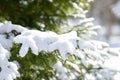 Winter fir tree branches covered with snow. Frozen spruce tree branch in winter forest. Royalty Free Stock Photo