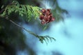 Winter Fir Tree texture nature Russia