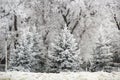 Winter fir trees and trees snowy landscape in winter park