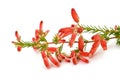 Winter fire heath flowers Royalty Free Stock Photo