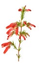 Winter fire heath flowers Royalty Free Stock Photo