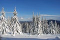 Winter firs under snow