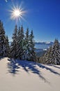 Winter firs under snow