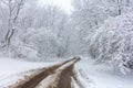 Winter snowfall has enveloped the entire space in the park with a white fluffy blanket, snow euphoria reigns in the air. Royalty Free Stock Photo