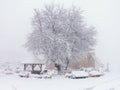 Winter snowfall has enveloped the entire space in the park with a white fluffy blanket, snow euphoria reigns in the air. Royalty Free Stock Photo