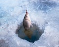 Winter fishing Royalty Free Stock Photo