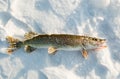 Winter fishing Royalty Free Stock Photo