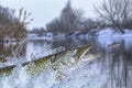 Winter fishing. Big pike fish jumping with splashing in water Royalty Free Stock Photo