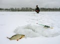 Winter fishing, caught roach lying next to the hole in the background fisherman bent over the hole