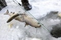 Winter fishing, good catch of fish in winter on ice