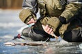 Winter fishing on ice. Roach fish catch in fisherman or angler hands Royalty Free Stock Photo