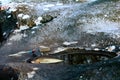 Winter Fishing on waterfall and stone cauldron with grayling