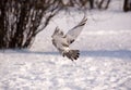 Winter flight