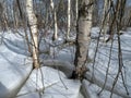 Winter flood in forest, Lithuania Royalty Free Stock Photo