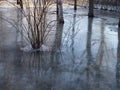 Winter flood- tree trunks in the frozen puddle Royalty Free Stock Photo