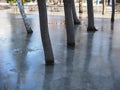 Winter flood- tree trunks in the frozen puddle Royalty Free Stock Photo