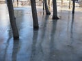 Winter flood- tree trunks in the frozen puddle Royalty Free Stock Photo