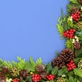 Winter Flora for Christmas and New Year Royalty Free Stock Photo