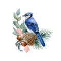 Winter floral arrangement with pine and cones. Watercolor illustration. Hand drawn blue jay with eucalyptus, pine Royalty Free Stock Photo