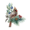 Winter floral decoration with cute cardinal bird. Watercolor illustration. Hand drawn red cardinal bird with pine Royalty Free Stock Photo