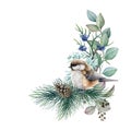 Winter floral rustic arrangement with bird. Watercolor illustration. Hand drawn natural decor with titmouse bird, pine