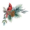Winter floral rustic arrangement watercolor illustration. Hand drawn natural decor with red cardinal bird, pine and eucalyptus.